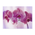 Purple Orchids Postcard