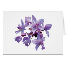 Purple Orchids with Dew Greeting Cards