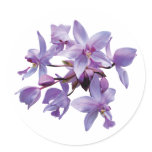 Purple Orchids with Dew stickers