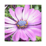 Purple Osteospermum magnets