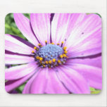 Purple Osteospermum mousepads
