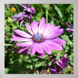 Purple Osteospermum posters