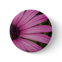 Purple Osteospurmum Button