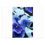 Purple Pansey Post Card