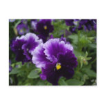 Purple Pansies Postcard