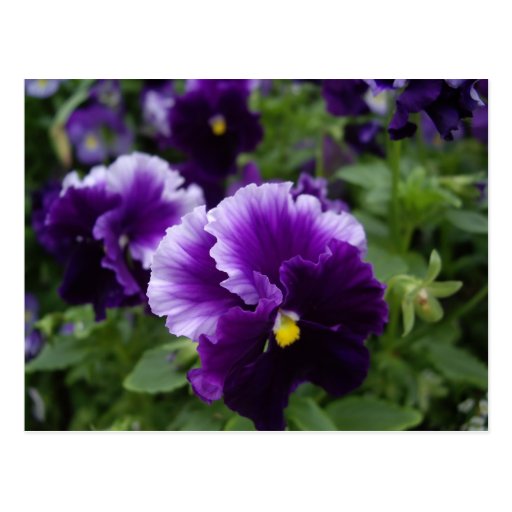 Purple Pansies Postcard