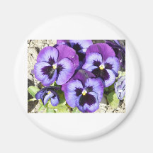 purple pansies refrigerator magnet