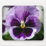Purple Pansy Close Up Mouse Pads
