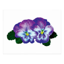 Purple Pansy Duo Post Cards
