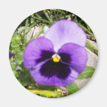 Purple Pansy Passion Magnet