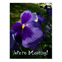 Purple Pansy Post Card