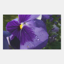 Purple Pansy Rectangular Stickers