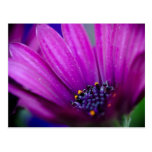 Purple Paradise - Beautiful Flower Post Card