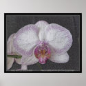 Purple Paradise  by TDGallery posters