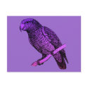 Purple Parrot postcards