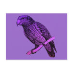 Purple Parrot postcards