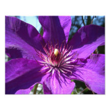 Purple Passion Flower Photo