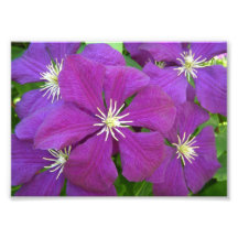 Purple Passion Flowers Photo
