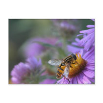 Purple Passion Post Cards