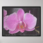 Purple Passions  by TDGallery posters