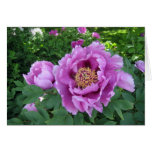 Purple Peonies cards