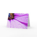 Purple pettle cards
