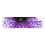 Purple Petunia Bumper Sticker bumper stickers