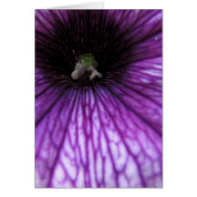 Purple Petunia Greeting Card
