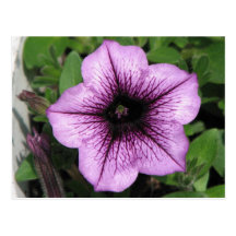 Purple Petunia Post Card