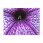 Purple Petunia Postcard