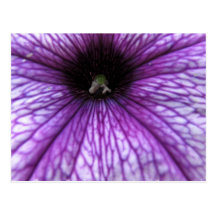 Purple Petunia Postcard