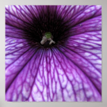 Purple Petunia Poster Print