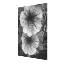 Purple Petunias (Black & White) Stretched Canvas Print