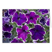 Purple Petunias Card