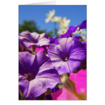 Purple Petunias Cards