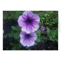 Purple Petunias Cards