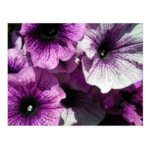 Purple Petunias Postcard