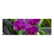 Purple Phalaenopsis Orchid Business Cards