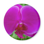 Purple Phalaenopsis Orchid magnets