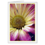 Purple Phase Cards