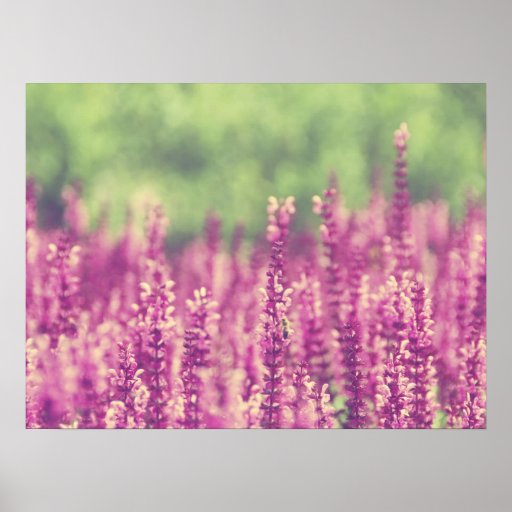 Purple Pink Flowers Field Posters