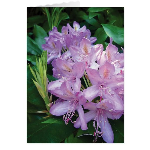 Purple Pink Rhododendron Flower All Occasions Card