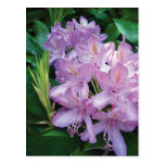 Purple Pink Rhododendron Flower Postcards