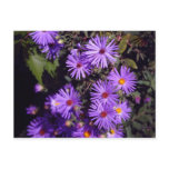 Purple postcards