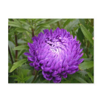 Purple postcard - MS JOH 2011