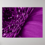 purple posters