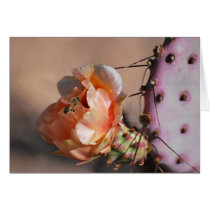 Purple prickly pear blossoms