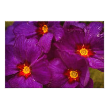 Purple Primula Flowers Photo