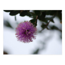 Purple Puff Flower Postcard