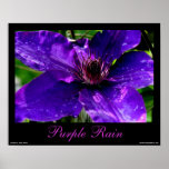 Purple Rain - Clematis Photography Poster posters
